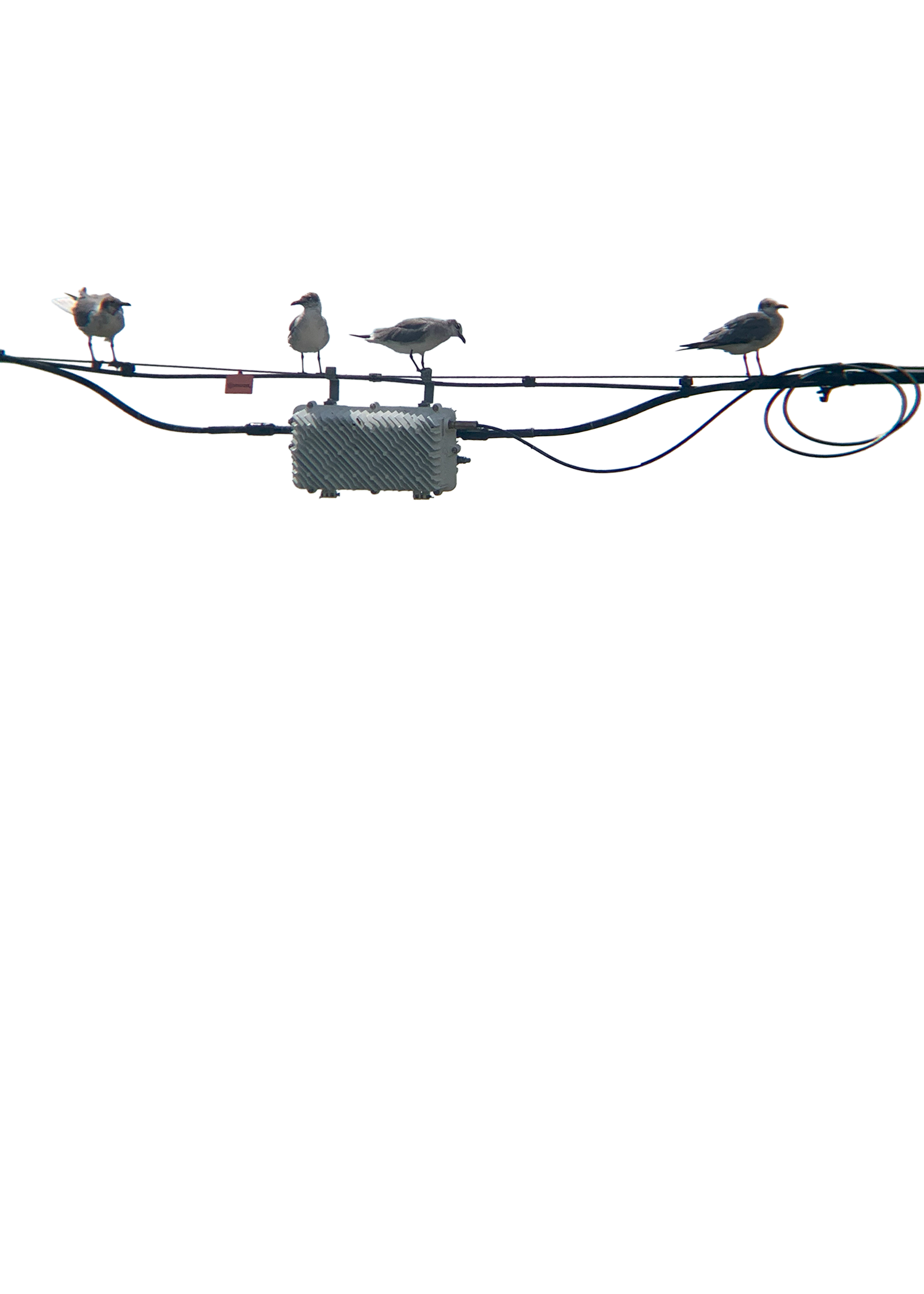 Stylized image of birds sitting on a wire